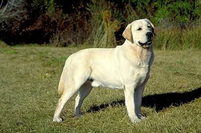 Labrador retriver